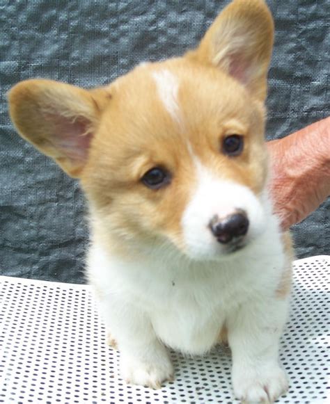 Welsh <b>Corgi</b> Puppies for <b>Sale</b> in Long Island NY by Uptown Puppies. . Corgi for sale new jersey